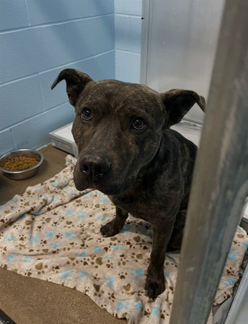 CHICKPEA - Pit Bull Terrier available for adoption