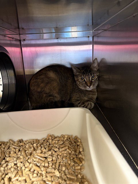 CUDDLESHY - Domestic Short Hair available for adoption