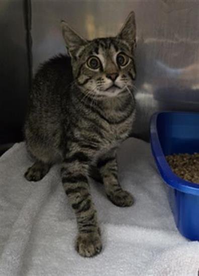 BURT - Domestic Short Hair available for adoption