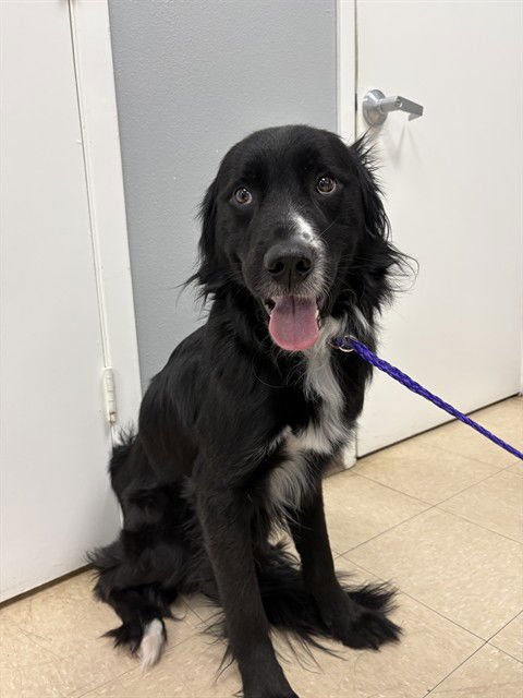 FIDO - Border Collie available for adoption