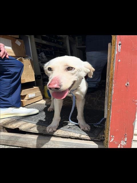 DAFFODIL - Labrador Retriever available for adoption
