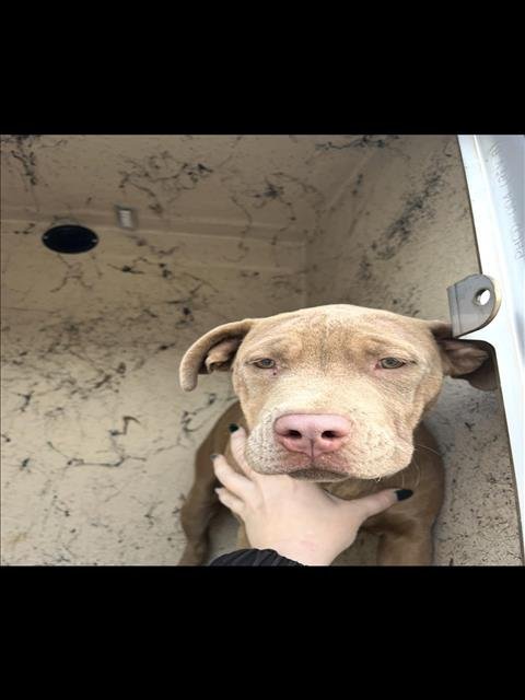 JUNIPER - Pit Bull Terrier available for adoption