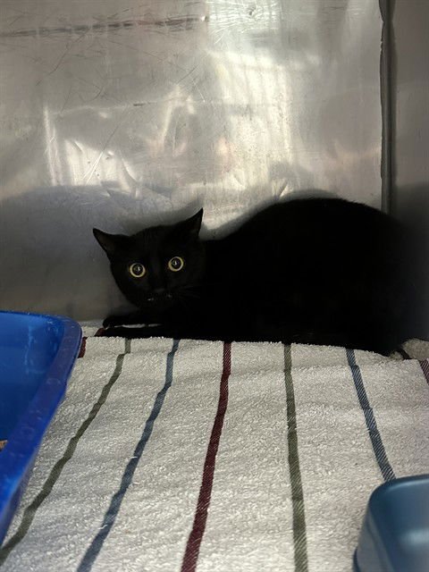 DAPHNE - Domestic Short Hair available for adoption