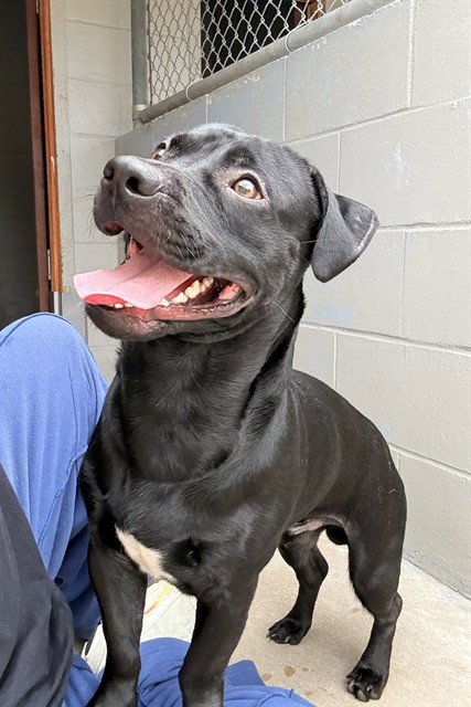 FAT FAT - Labrador Retriever / Dachshund available for adoption