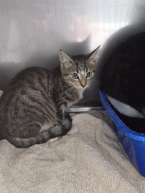 ROOSTER - Domestic Short Hair available for adoption