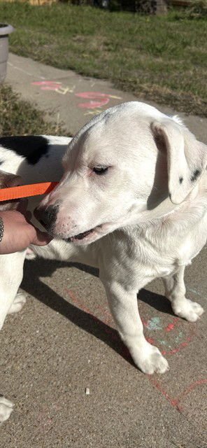 SELVESTER - American Foxhound available for adoption