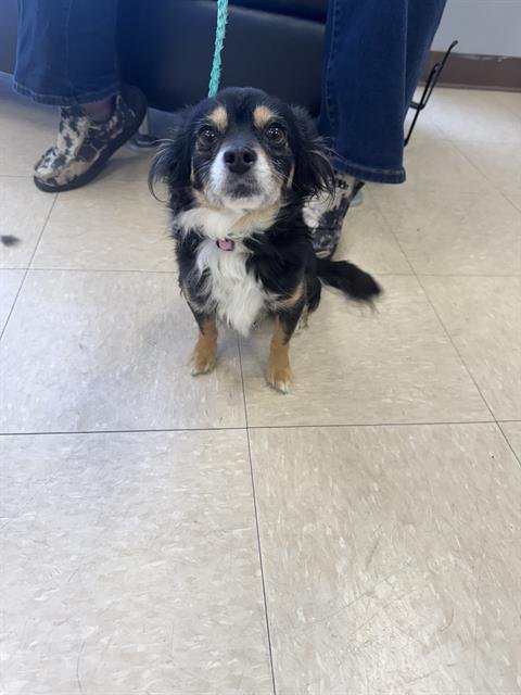 ARNOLD POMERANIAN - Chihuahua available for adoption