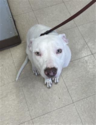 LUNA - Pit Bull Terrier available for adoption