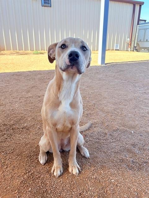 BLOSSOM - Staffordshire Bull Terrier available for adoption