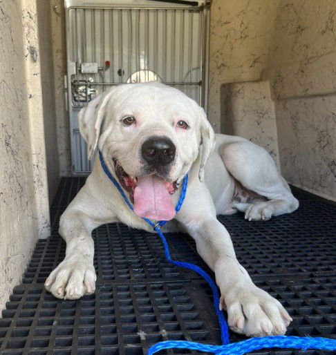 ROCCO - Dogo Argentino available for adoption
