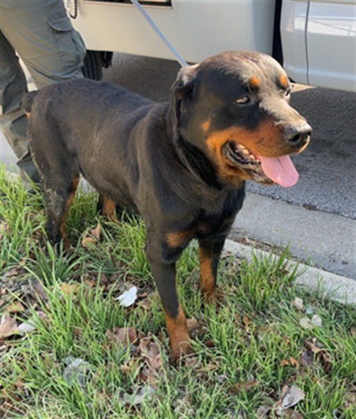 AUSTIN - Rottweiler available for adoption