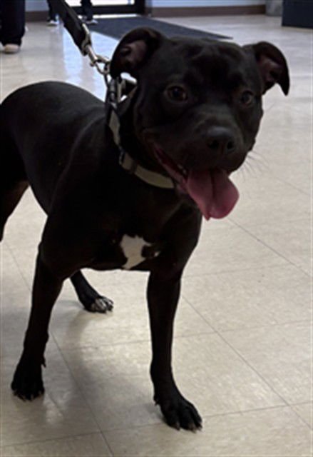 AURORA - Pit Bull Terrier available for adoption