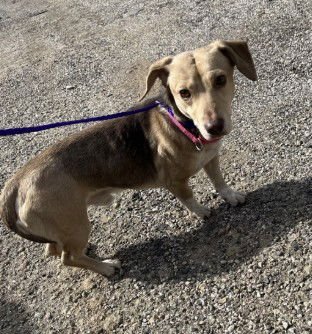 PRETZEL - Dachshund available for adoption