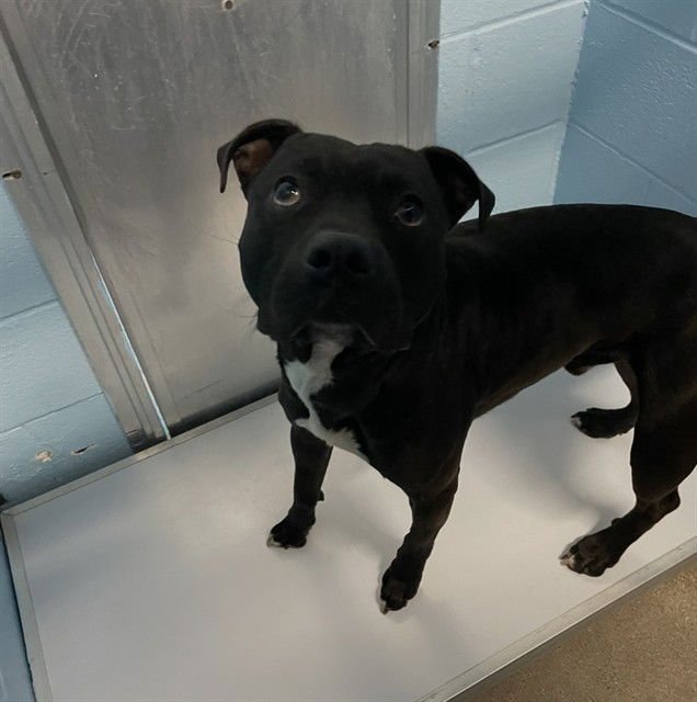 TUNDRA - Pit Bull Terrier available for adoption