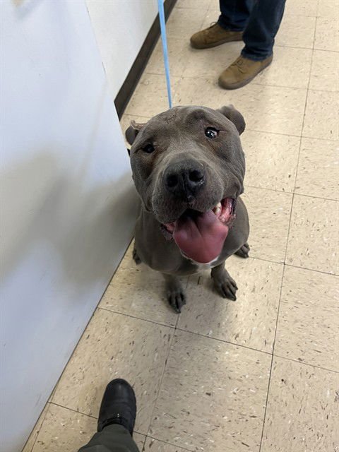 CASH - Pit Bull Terrier available for adoption