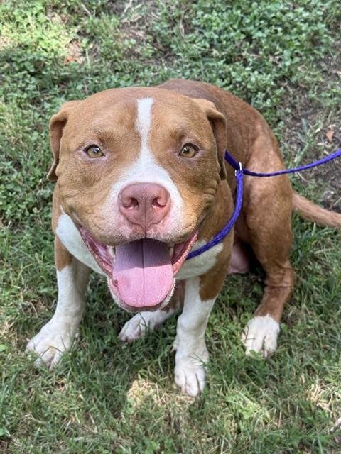 BEAN - Pit Bull Terrier available for adoption