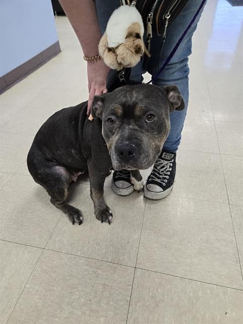 DAISY - Pit Bull Terrier available for adoption