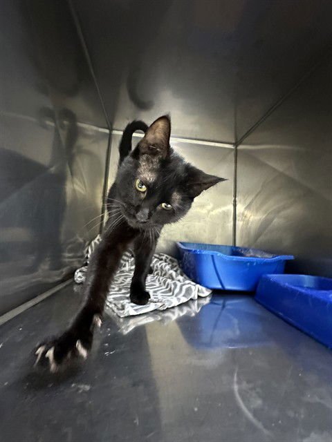 UNKNOWN - Domestic Short Hair available for adoption