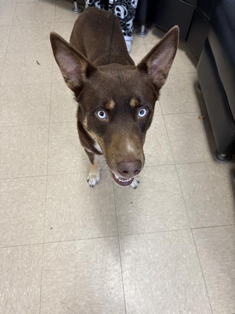 COCOA - German Shepherd Dog available for adoption