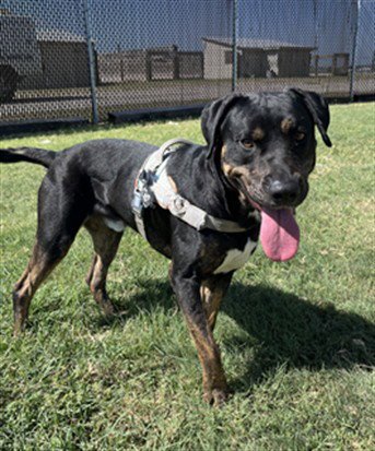 RICK - Plott Hound available for adoption