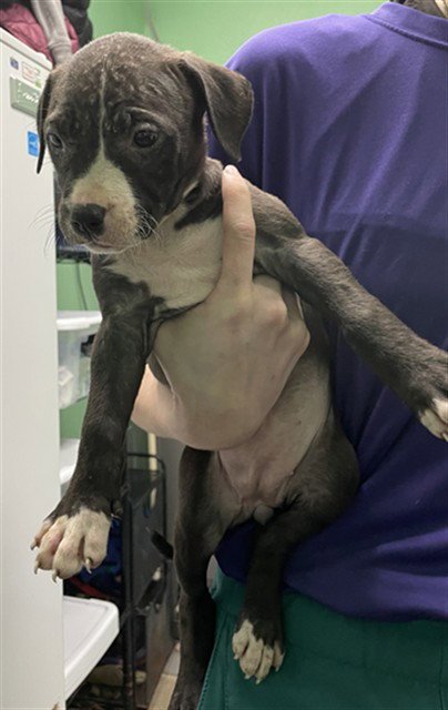 SNOW - Pit Bull Terrier available for adoption