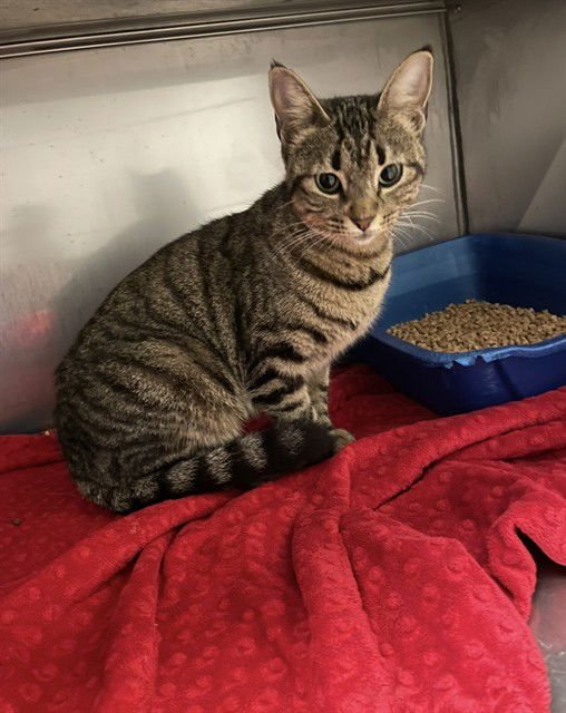 TIGGER - Domestic Short Hair available for adoption