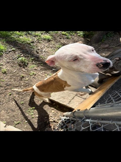 ROCK - Pit Bull Terrier available for adoption