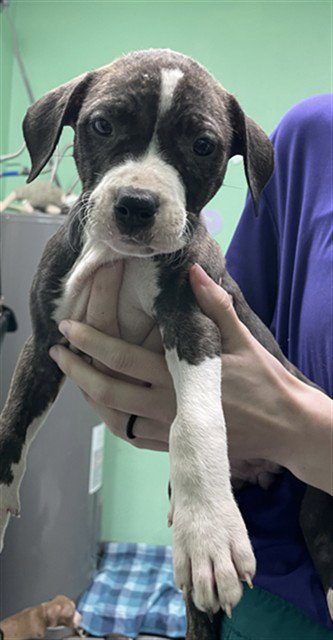 SUNNY - Pit Bull Terrier available for adoption