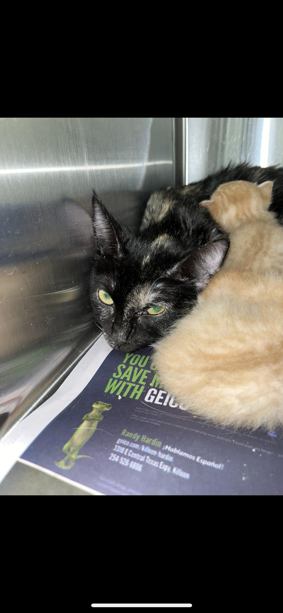 MANDY - Domestic Short Hair available for adoption