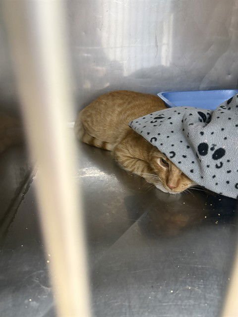 COOKIE - Domestic Short Hair available for adoption