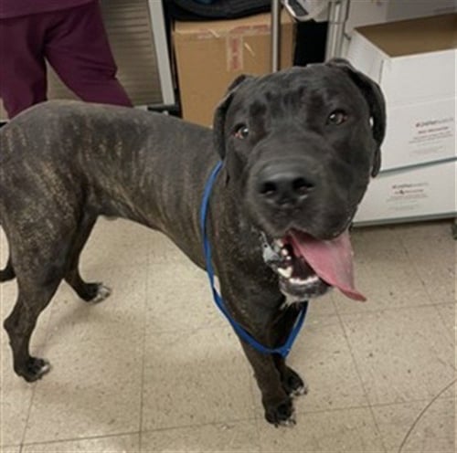 SCOOBY - Great Dane available for adoption