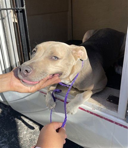 FREJA - Pit Bull Terrier available for adoption