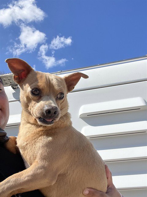 FINN - Chihuahua available for adoption