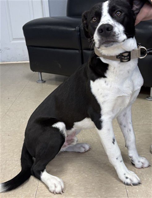 BRONCO - English Pointer available for adoption