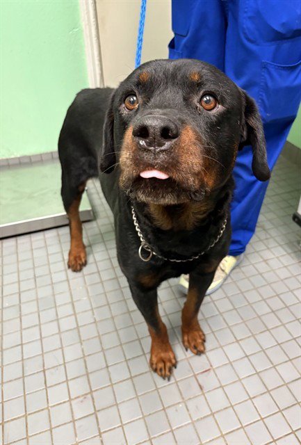 MR. MYSTERY MAN - Rottweiler available for adoption