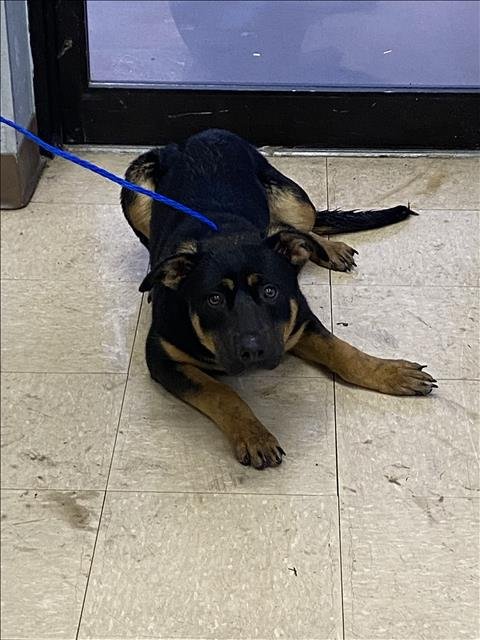 AZALEA - German Shepherd Dog available for adoption