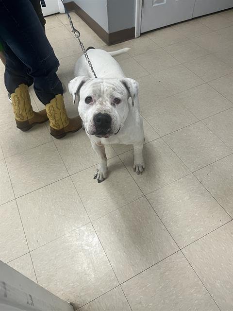 DUKE - Pit Bull Terrier available for adoption