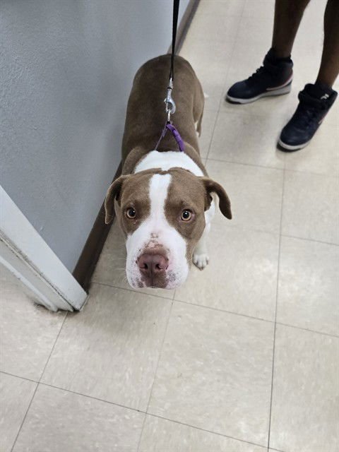 RUDY - Pit Bull Terrier / Beagle available for adoption