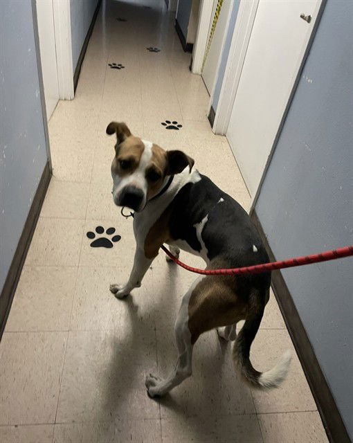 HOUDINI - American Staffordshire Terrier available for adoption