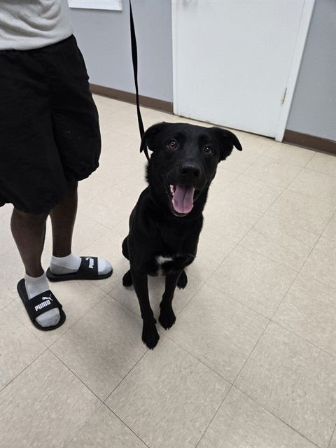 STORM TROOPER - Labrador Retriever available for adoption
