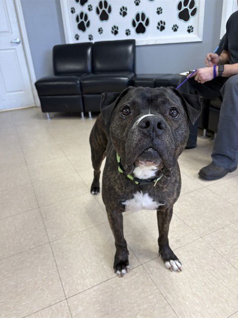 WIZARD - Pit Bull Terrier / Bulldog available for adoption