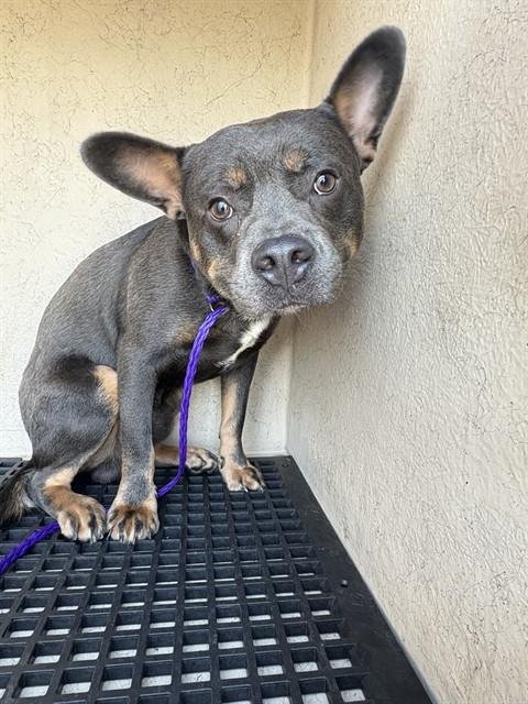 ZIGGY - French Bulldog / American Bulldog available for adoption