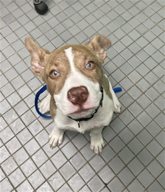 CALYPSO - Pit Bull Terrier available for adoption