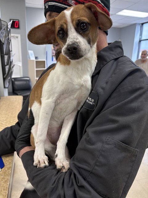 KIKI - Border Terrier available for adoption