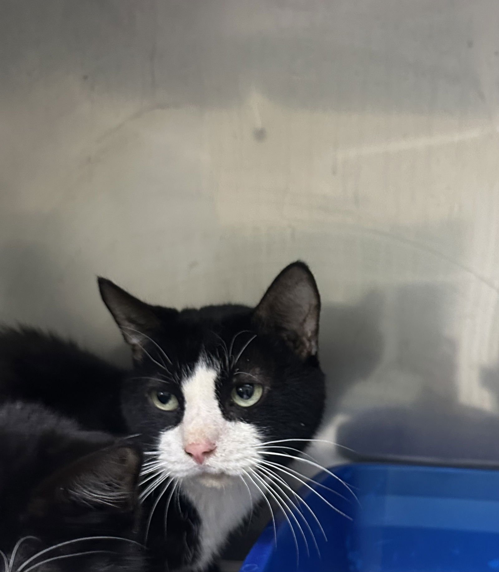 SYLVESTER - Domestic Short Hair available for adoption