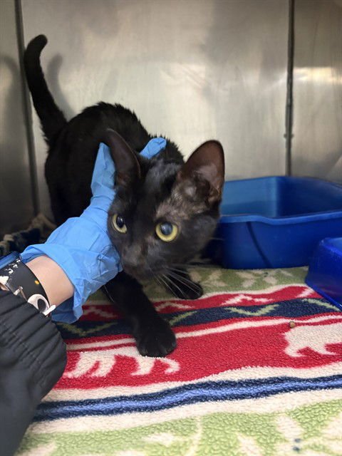 SPOOKY - Domestic Short Hair available for adoption