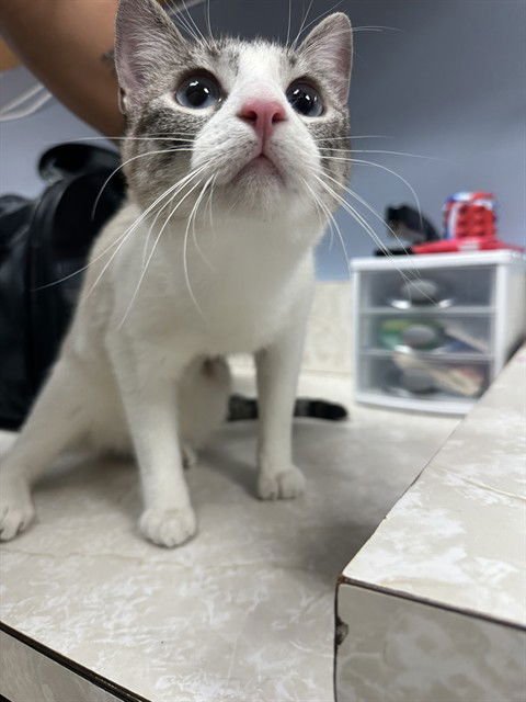 SNOW BANK - Siamese available for adoption