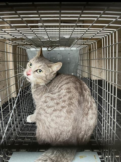 TABBY - Domestic Short Hair available for adoption