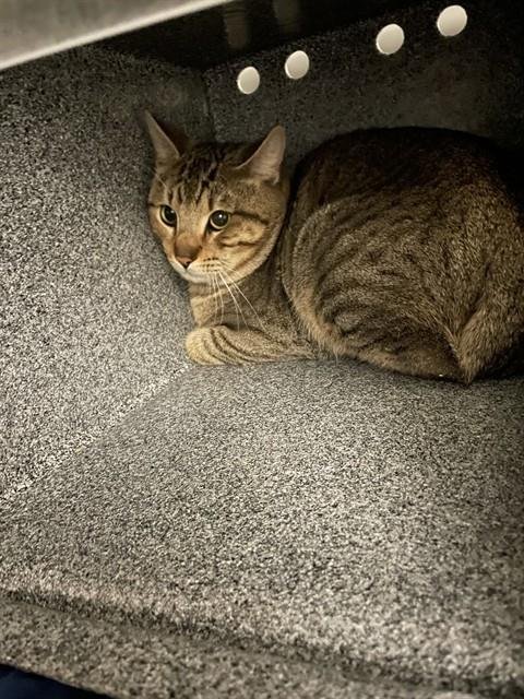 REGINALD - Domestic Short Hair available for adoption