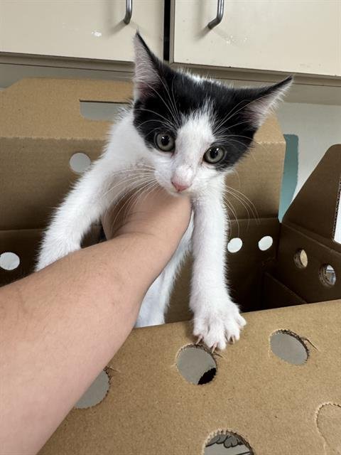 AVOCADO - Domestic Short Hair available for adoption